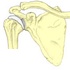 Bone Quiz & Quizzes about Bones