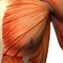 Muscle Quiz