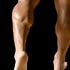 Calf exercises and calf muscle stretching exercises